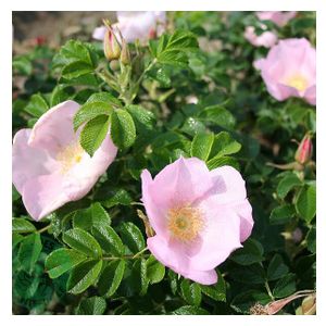 Budde Storblommig Buskros Dagmar Hastrup Rosa "Dagmar Hastrup", 1-pack GTG27892