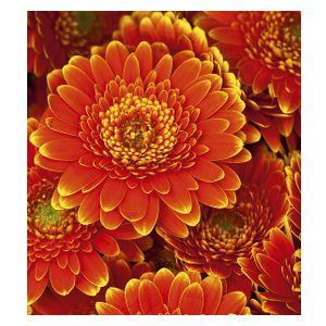 Dimex Tapet Gerbera Non Woven 225x250 cm MS-3-0131