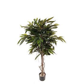 Mr Plant Konstväxt Longifolia 101395P