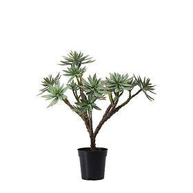 Mr Plant Konstväxt Succulent 101374