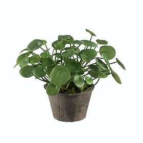 Mr Plant Konstväxt Elefantöra 101357P
