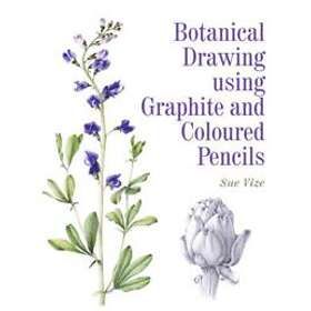 Botanical Drawing using Graphite and Coloured Pencils