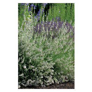 Omnia Garden Lavendel 'Edelweiss', 15-pack