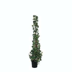 Mr Plant Konstväxt Murgröna 150-180 101380P