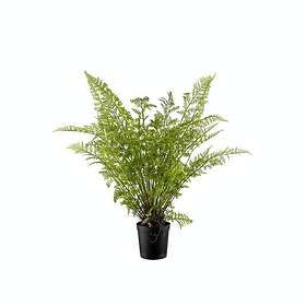 Mr Plant Konstväxt Ormbunke 80-90 101382P